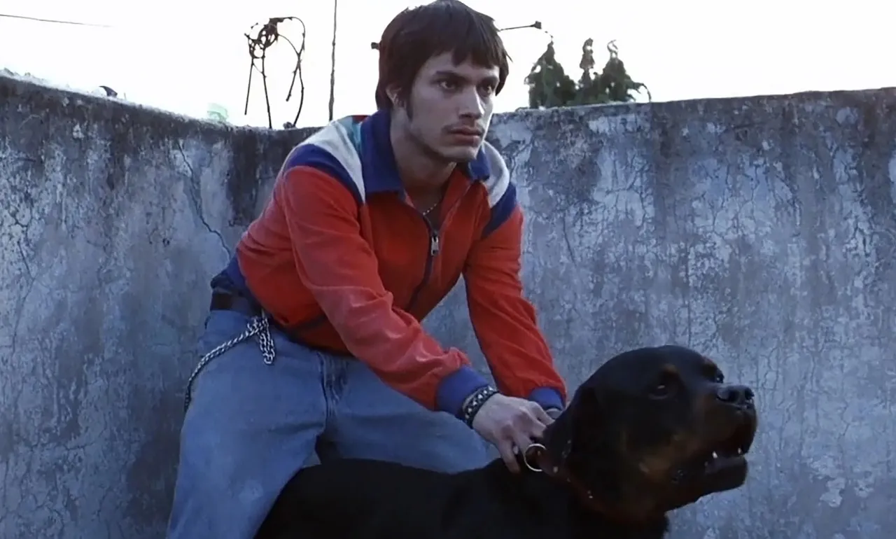 Amores perros